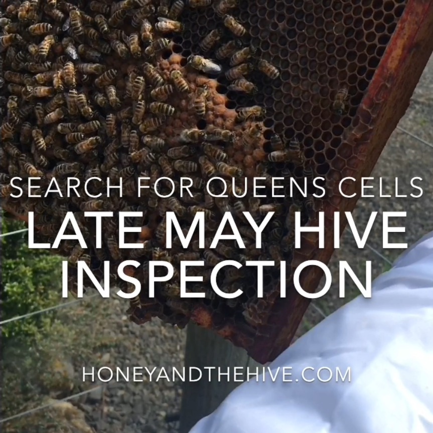 Late May Hive Inspection- Search for Queen Cells