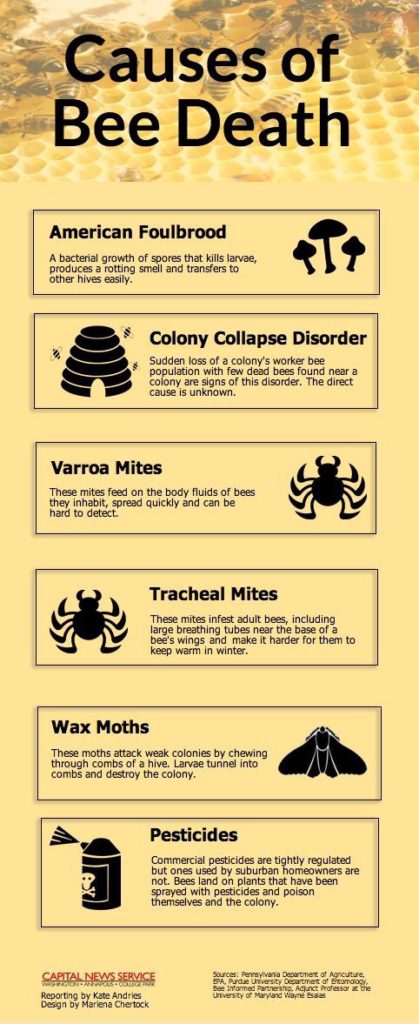 A graphic showing the causes of bee deaths as compiled by Capital News Service