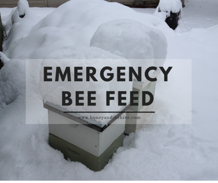 Emergency Bee Feed