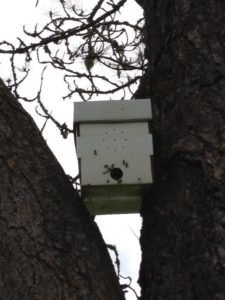 Free bees. A cardboard nuc used as a swarm trap placed in a tree