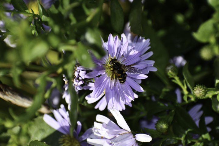 bee on a purple aster