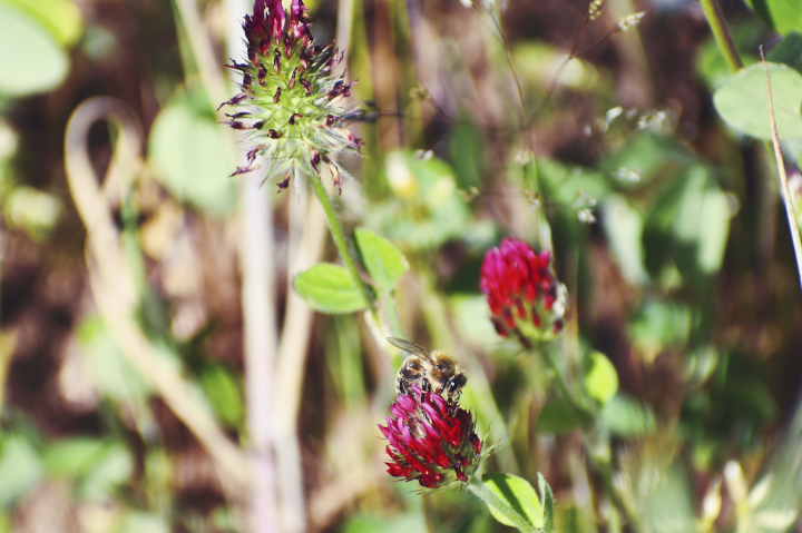 honeybee on a crimson clover flower